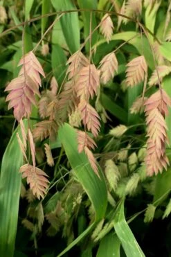 Upland Sea Oats (Chasmanthium Latifolium) - 16 Pack Of 1 Gallon Pots 16 Upland Sea Oats (Chasmanthium Latifolium) - 16 Pack Of 1 Gallon Pots -Garden Plant Shop Chasmanthium 10