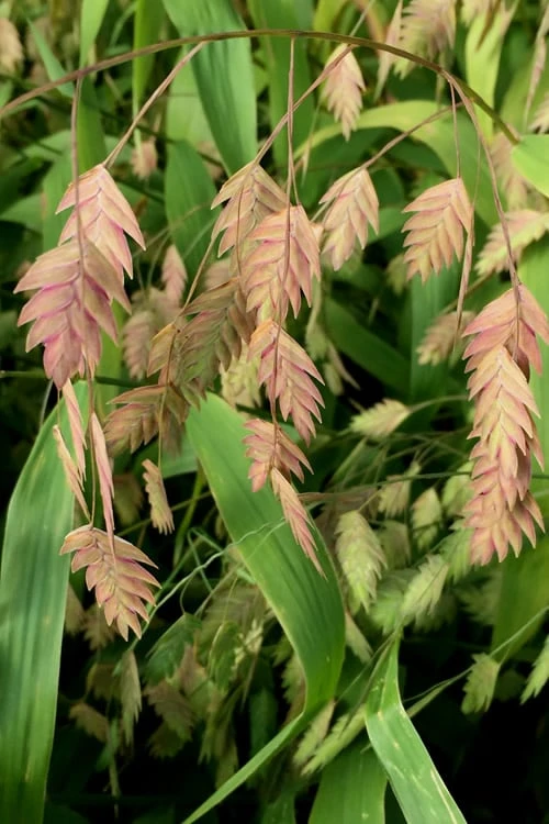 Upland Sea Oats (Chasmanthium Latifolium) - 16 Pack Of 1 Gallon Pots 8 Upland Sea Oats (Chasmanthium Latifolium) - 16 Pack Of 1 Gallon Pots - Image 8