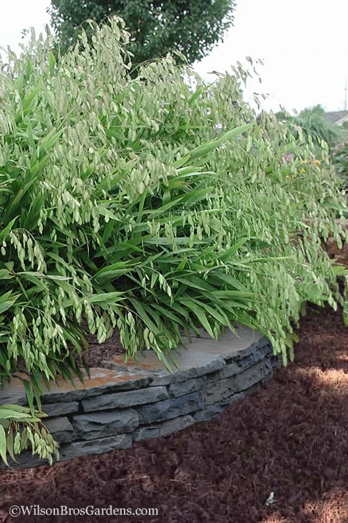Upland Sea Oats (Chasmanthium Latifolium) - 16 Pack Of 1 Gallon Pots 5 Upland Sea Oats (Chasmanthium Latifolium) - 16 Pack Of 1 Gallon Pots - Image 5