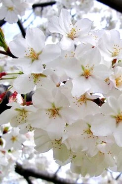 Yoshino Flowering Cherry Tree - 2 Gallon Pot -Garden Plant Shop Cherry Yoshino 3