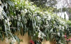 Snowdrift Evergreen Clematis Armandii - 2 Gallon Pot -Garden Plant Shop Clematis Armandii Snowdrift 51 1