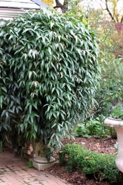 Snowdrift Evergreen Clematis Armandii - 5 Gallon Pot -Garden Plant Shop Clematis Armandii Snowdrift 52 2