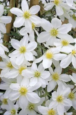 Avalanche Evergreen Clematis - 2 Gallon Pot -Garden Plant Shop Clematis Avalanche 10