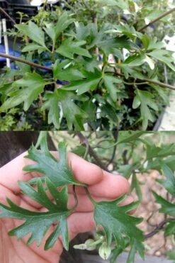 Avalanche Evergreen Clematis - 2 Gallon Pot -Garden Plant Shop Clematis Avalanche 15