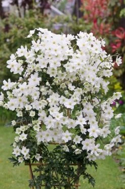 Avalanche Evergreen Clematis - 2 Gallon Pot -Garden Plant Shop Clematis Avalanche 5
