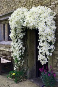 Avalanche Evergreen Clematis - 2 Gallon Pot -Garden Plant Shop Clematis Avalanche 7