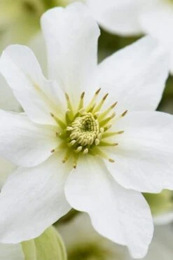 Avalanche Evergreen Clematis - 2 Gallon Pot -Garden Plant Shop Clematis Avalanche 8