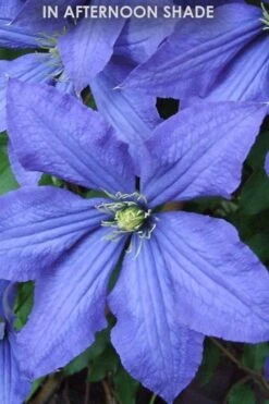 Rhapsody Clematis - 1 Gallon Pot -Garden Plant Shop Clematis Rhapsody in shade