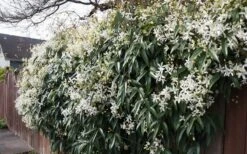 Snowdrift Evergreen Clematis Armandii - 2 Gallon Pot -Garden Plant Shop Clematis Snowdrift 22 1
