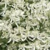 Sweet Autumn Clematis Terniflora - 3 Gallon Pot