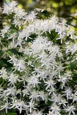Sweet Autumn Clematis Terniflora - 3 Gallon Pot -Garden Plant Shop Clematis Sweet Autumn 2 1