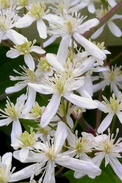 Sweet Autumn Clematis Terniflora - 3 Gallon Pot -Garden Plant Shop Clematis Sweet Autumn 5 1