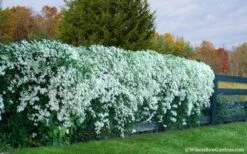 Sweet Autumn Clematis - 1 Gallon Pot -Garden Plant Shop Clematis Sweet Autumn 6