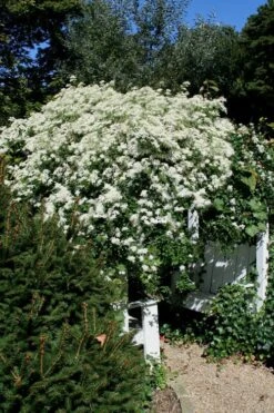 Sweet Autumn Clematis - 1 Gallon Pot -Garden Plant Shop Clematis Sweet Autumn 7