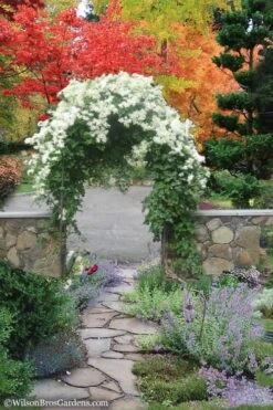 Sweet Autumn Clematis Terniflora - 3 Gallon Pot -Garden Plant Shop Clematis Sweet Autumn 8 1