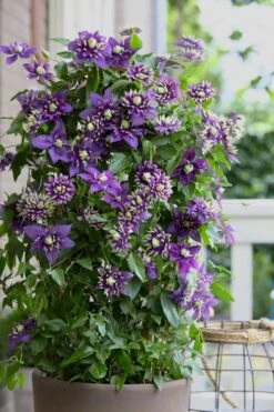Taiga Clematis - 2 Gallon Pot -Garden Plant Shop Clematis Taiga 10 2