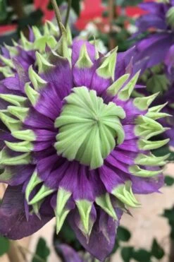 Taiga Clematis - 1 Gallon Pot -Garden Plant Shop Clematis Taiga 2 1