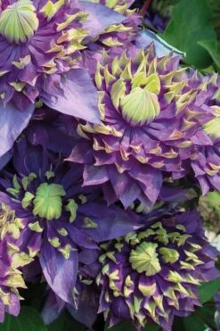 Taiga Clematis - 3 Gallon Pot -Garden Plant Shop Clematis Taiga 3