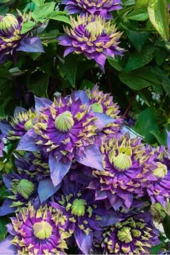 Taiga Clematis - 2 Gallon Pot -Garden Plant Shop Clematis Taiga 4 2