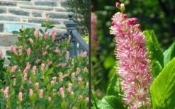 Ruby Spice Summersweet (Clethra) - 3 Gallon Pot -Garden Plant Shop Clethra Ruby Spice 2