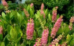 Ruby Spice Summersweet (Clethra) - 3 Gallon Pot -Garden Plant Shop Clethra Ruby Spice