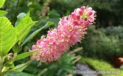 Ruby Spice Summersweet (Clethra) - 3 Gallon Pot -Garden Plant Shop Clethra Ruby Spice Closeup wb