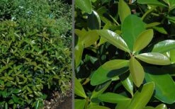 Bigfoot Cleyera Japonica - 3 Gallon Pot -Garden Plant Shop Cleyera Bigfoot