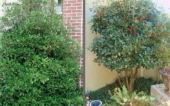 Bigfoot Cleyera Japonica - 3 Gallon Pot -Garden Plant Shop Cleyera Bigfoot Tree