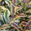 Romeo Variegated Cleyera Japonica - 2 Gallon Pot