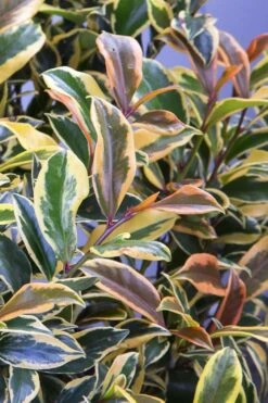 Romeo Variegated Cleyera Japonica - 2 Gallon Pot