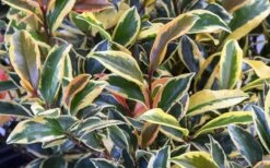 Romeo Variegated Cleyera Japonica - 2 Gallon Pot -Garden Plant Shop Cleyera Romeo 3