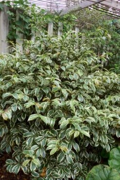Romeo Variegated Cleyera Japonica - 2 Gallon Pot -Garden Plant Shop Cleyera Romeo 5