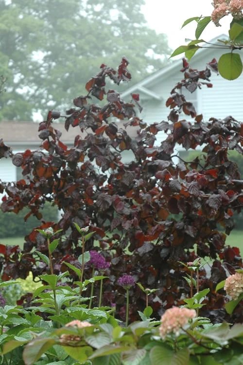 Red Dragon Contorted Filbert - Corylus Avellena - 2 Gallon Pot 1 Red Dragon Contorted Filbert - Corylus Avellena - 2 Gallon Pot
