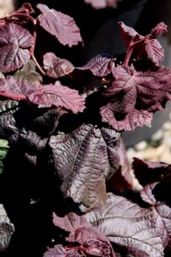 Red Dragon Contorted Filbert - Corylus Avellena - 1 Gallon Pot 9 Red Dragon Contorted Filbert - Corylus Avellena - 1 Gallon Pot -Garden Plant Shop Contorted Filbert Red Dragon 8