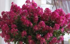 Berry Dazzle Dwarf Crape Myrtle (Single-Trunk Topiary) - 7 Gallon Pot 10 Berry Dazzle Dwarf Crape Myrtle (Single-Trunk Topiary) - 7 Gallon Pot -Garden Plant Shop Crape Myrtle Berry Dazzle 3