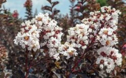 Black Diamond Pure White Crape Myrtle - 3 Gallon Pot -Garden Plant Shop Crape Myrtle Black Diamond Pure White 50