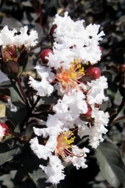 Black Diamond Pure White Crape Myrtle - 3 Gallon Pot