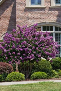 Catawba Purple Crape Myrtle - 1 Gallon Pot -Garden Plant Shop Crape Myrtle Catawba 5 1