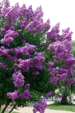 Catawba Purple Crape Myrtle - 5 Gallon Pot -Garden Plant Shop Crape Myrtle Catawba 500x750 1