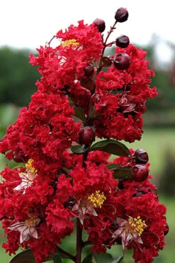 Dynamite Red Crape Myrtle - 7 Gallon Pot (3-4') 9 Dynamite Red Crape Myrtle - 7 Gallon Pot (3-4') -Garden Plant Shop Crape Myrtle Dynamite Rev 2 500x750 1