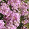 Early Bird Lavender Crape Myrtle - 3 Gallon Pot