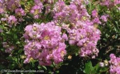 Early Bird Lavender Crape Myrtle - 3 Gallon Pot 11 Early Bird Lavender Crape Myrtle - 3 Gallon Pot -Garden Plant Shop Crape Myrtle Early Bird Lavender 6