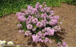 Early Bird Lavender Crape Myrtle - 3 Gallon Pot 10 Early Bird Lavender Crape Myrtle - 3 Gallon Pot -Garden Plant Shop Crape Myrtle Early Bird Lavender 7