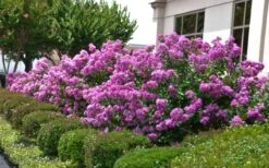 Early Bird Purple Crape Myrtle - 2 Gallon Pot -Garden Plant Shop Crape Myrtle Early Bird Purple 2