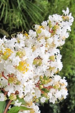 Natchez White Crape Myrtle Tree (Single Trunk) - 5 Gallon Pot 8 Natchez White Crape Myrtle Tree (Single Trunk) - 5 Gallon Pot -Garden Plant Shop Crape Myrtle Natchez 11