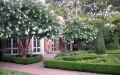 Natchez White Crape Myrtle (Multi Trunk) - 7 Gallon Pot (3-4') 13 Natchez White Crape Myrtle (Multi Trunk) - 7 Gallon Pot (3-4') -Garden Plant Shop Crape Myrtle Natchez 13