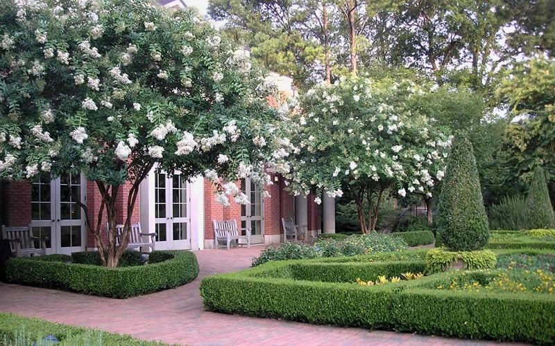 Natchez White Crape Myrtle (Multi Trunk) - 7 Gallon Pot (3-4') 7 Natchez White Crape Myrtle (Multi Trunk) - 7 Gallon Pot (3-4') - Image 7