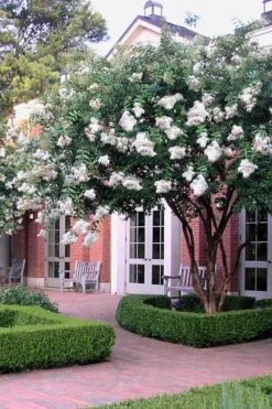 Natchez White Crape Myrtle (Multi Trunk) - 7 Gallon Pot (3-4') 11 Natchez White Crape Myrtle (Multi Trunk) - 7 Gallon Pot (3-4') -Garden Plant Shop Crape Myrtle Natchez 14