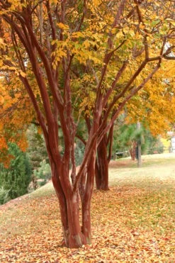 Natchez White Crape Myrtle Tree (Single Trunk) - 5 Gallon Pot 9 Natchez White Crape Myrtle Tree (Single Trunk) - 5 Gallon Pot -Garden Plant Shop Crape Myrtle Natchez 17