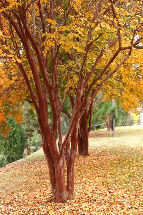 Natchez White Crape Myrtle Tree (Single Trunk) - 5 Gallon Pot 5 Natchez White Crape Myrtle Tree (Single Trunk) - 5 Gallon Pot - Image 5